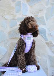 PupStyle