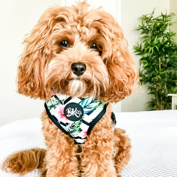 You had me at Aloha - Adjustable Dog Harness - Furry Lane Pet Boutique