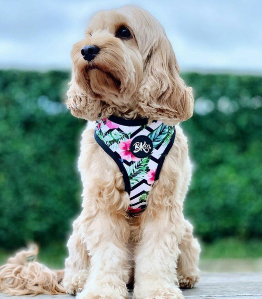 You had me at Aloha - Adjustable Dog Harness - Furry Lane Pet Boutique