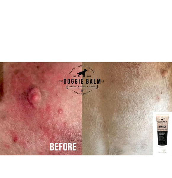 Manuka Healing Balm - Furry Lane Pet Boutique