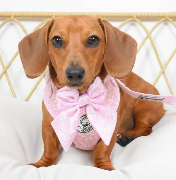 Daisy Chain - Adjustable Dog Harness