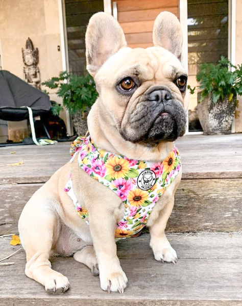 Heavenly Sunflower - Adjustable Dog Harness