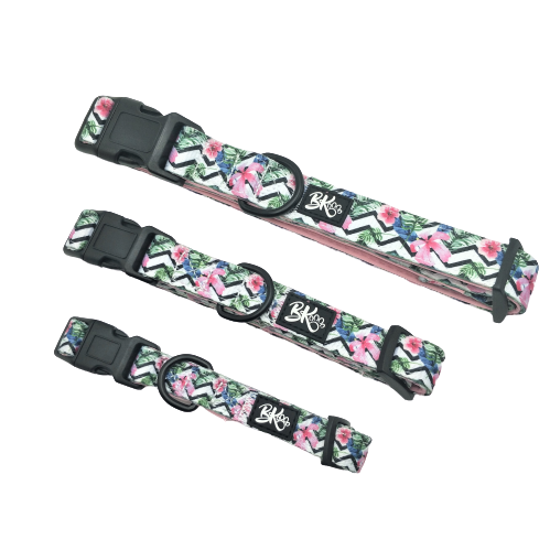 You had me at Aloha - Dog Collar - Furry Lane Pet Boutique